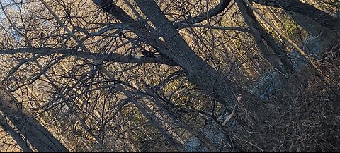 Moments In Nature-The Pileated Woodpecker