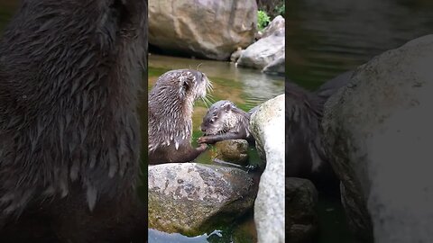 Otter Belajar cari makan di alam liar #otter #animals #otterlucu #otters #funny #berangberang
