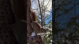 Up Close With a Squirrel 🐿️ #squirrel #wildlife