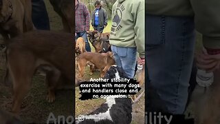 Stability drills create solid and confident dogs. #protectiondog #dogtraining