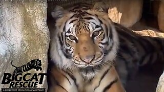 Kimba Tiger is going on vacation at Big Cat Rescue 01 30 2023
