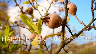 Harvesting an Ancient Medlar Tree (Mušmula)