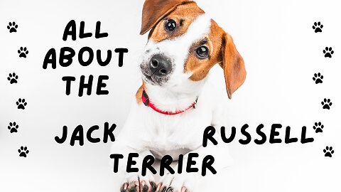 The Jack Russell Terrier Guide | Unleashing The Charm #jackrussellterrier #jackrussell #dog