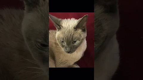 17 year old cat head banging to the music.