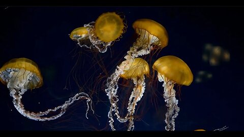 Unbelievable Study Trick: Josh's Jellyfish Music Holds the Key to INSANE Levels of FOCUS!