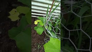 Grape vine is growing