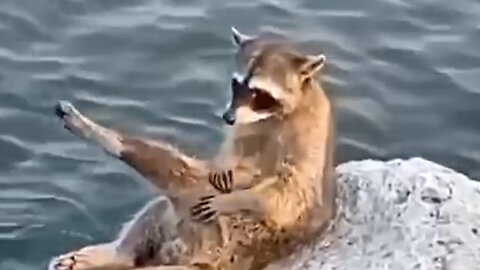 "Coastal Charm: Raccoon's Serene Seaside Spa Session" most funniest animals funny video