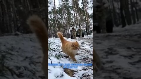 Warrior Cat In Ukraine Leads Ukrainian Soldier In To Battle #shorts