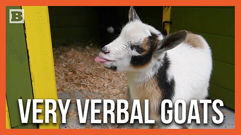 Hey, Listen! Adorable Kid Goats Make Their Presence Known at New Home in Point Defiance Zoo