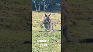 mumma Roo! #shorts #short #kangaroo #wildlife #nature #travel #australia #views#free #cute#beautiful