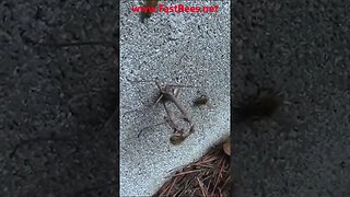 Bees are Fighting Praying Mantis