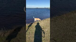 Alligator Water Dog Park #dog #dogpark #shorts #dogs #alligators