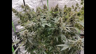 Week 6 Life Saver x Apples and Angels (Clones Ph2&3) Wedding Cake Week 7 (Flush)