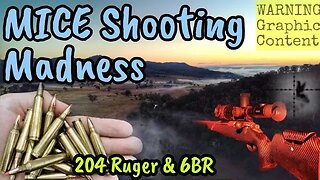 MICE Madness - 204 Ruger Mouse shooting with a Thermion XQ50 Thermal Scope