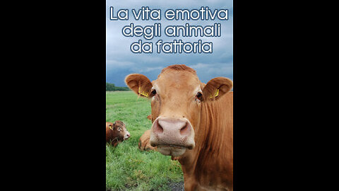 LA VITA EMOTIVA DEGLI ANIMALI DA FATTORIA di Earth View Production e Animal Place (2004)