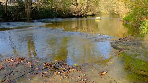 Plessey Woods Country Park - River Blyth - Ambience Sounds #nature #watersounds #relaxing