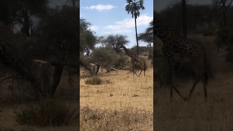 Protect the nature and nature will Protect you, enjoy our safari to #serengeti #tarangire #nature