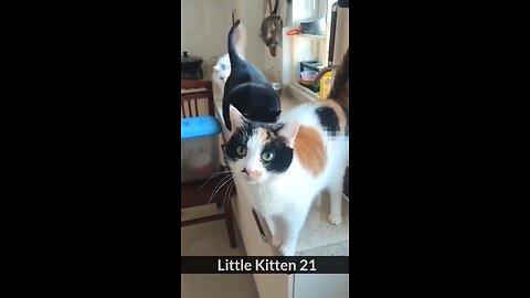 funny cat (720p)