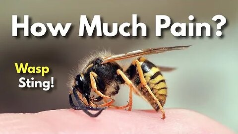 How Dangerous Is A Wasp Sting? (Explained)