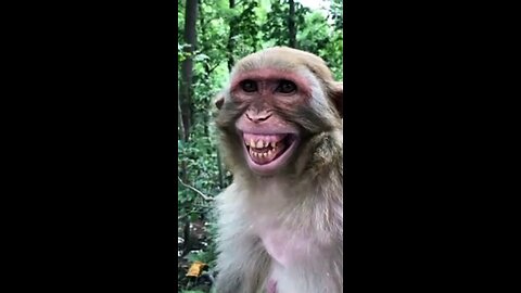 Monkey Business - Monkeys can be annoying and are similar to humans - Have fun