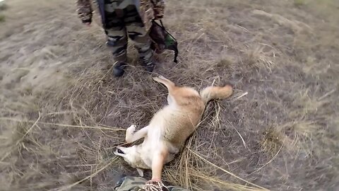 The best coyote hunting video on the Internet!!!!!!