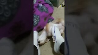 Honey Baby Adorable Puppy #puppy End clips from my videos