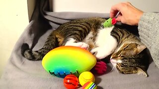 Cat Won't Give Hooman His Toys