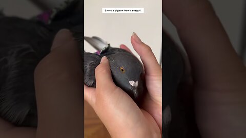 Rescue a pigeon and adopt it