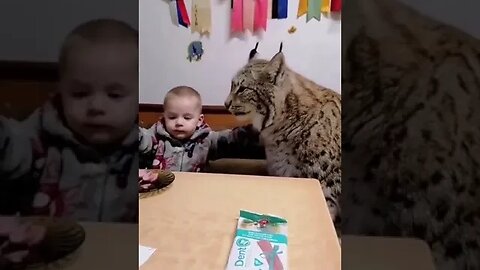 Baby Eating with Massive Lynx cat