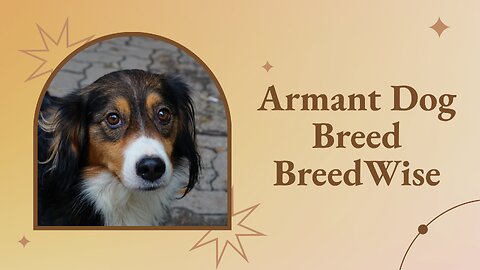 Armant Dogs: A Journey Through Ancient Origins and Modern Legacy of Egypt’s Esteemed Breed