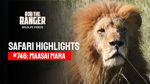 Safari Highlights #746: 29 January 2023 | Maasai Mara/Zebra Plains | Latest Wildlife Sightings