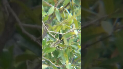 Asian Glossy Starling Bird in Philippines with Apexel Telescope Lens for Smartphone