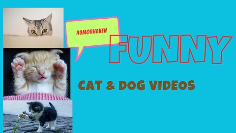 BEST FUNNIEST CATS AND DOGS VIDEOS