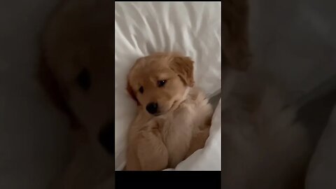 Waking up my Puppy!