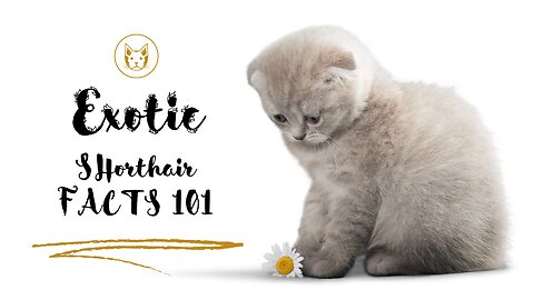 Exotic Shorthair Cats - Facts 101