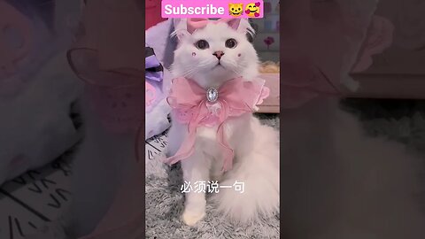 2023 SO CUTE BEAUTY CAT! 🥰😽 - #shortsfeed #shorts #cat #youtubepets