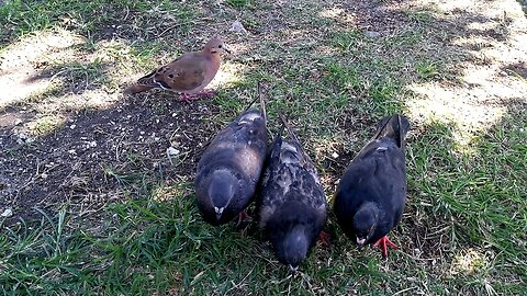 Beautiful and Courageous Pigeons Sharing Food With a Little Dove