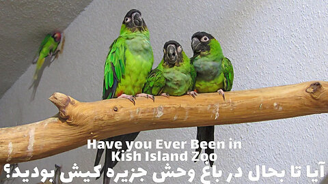 Have you ever been in Kish Island Zoo? IRAN