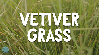 How to Grow ~ Vetiver Grass