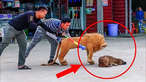 PRANK video FAKE Lion vs Dogs