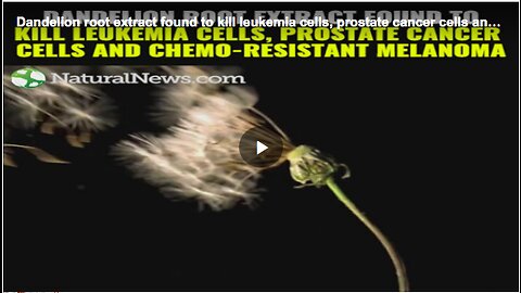 How dandelion root killing leukemia, prostate cancer and chemo-resistant melanoma cells