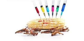 NIH: GMO FOOD MAKES YOU SICK, SO WE APPROVED IT FOR SALE 2/23/23