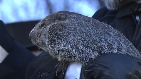 Punxsutawney Phil left his burrow for his annual Groundhog Day prediction