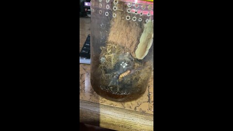 Tarantula vid