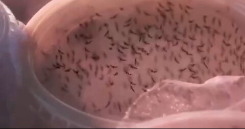 Genetically modified VAX mosquitoes green-lit to be released in America