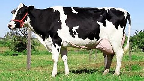 Dairy Cow - Cattle Farm - Som de Vaca