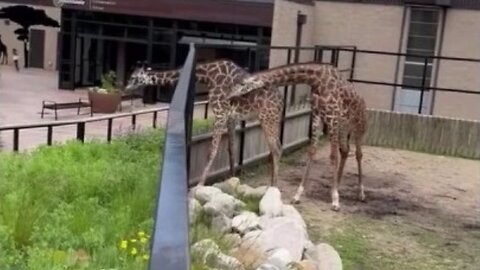 Giraffe Swings Its Neck At A Herd Mate Who's Munching On Vegetation