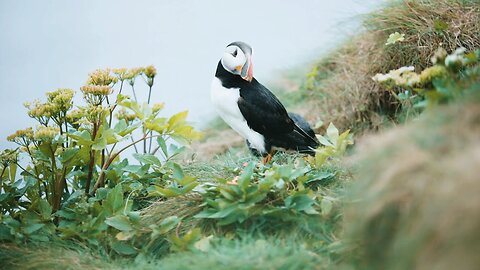 beautiful video for puffin....