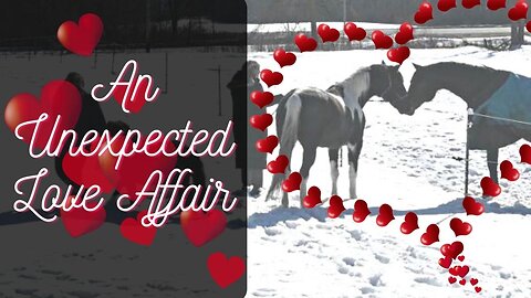 An Unexpected Love Affair On The Daybyday Farm!