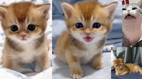 Cute Cat video 🐈 Funny Animal Videos 😂 2023